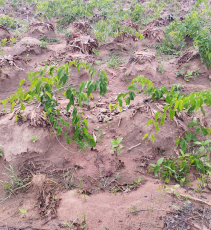 Yam Farm